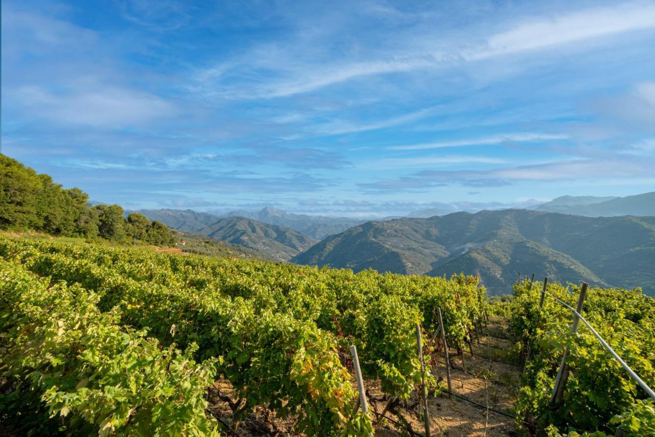 Casetta Mari Immersa In Un Vigneto Dolceacqua Ngoại thất bức ảnh