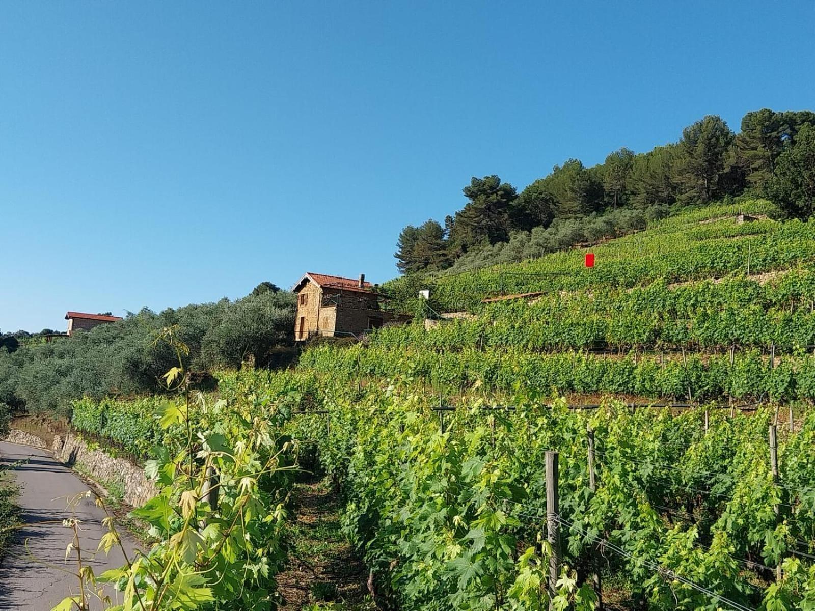 Casetta Mari Immersa In Un Vigneto Dolceacqua Ngoại thất bức ảnh